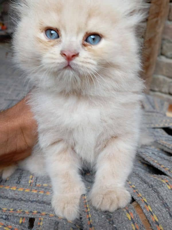 caramel colour tripple coated blue eyes male kitten 0