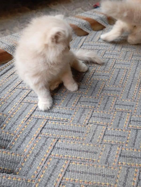 caramel colour tripple coated blue eyes male kitten 1