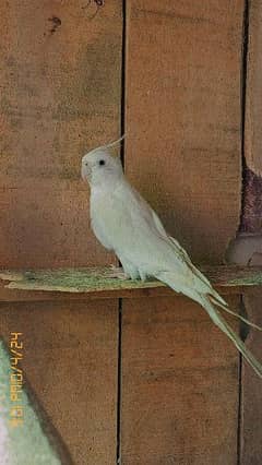 cocktiel parrot breeder healthy pairs