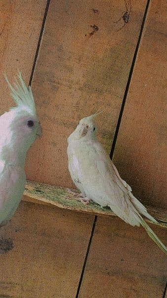 cocktiel parrot breeder healthy pairs 1