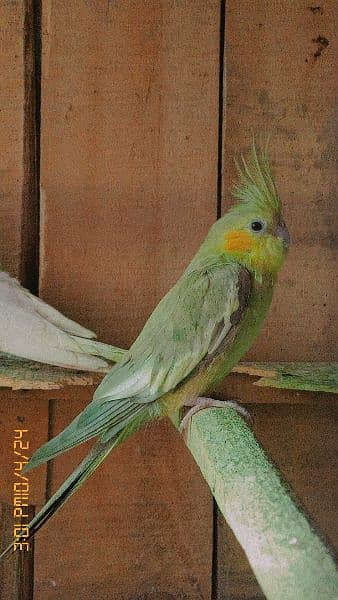 cocktiel parrot breeder healthy pairs 2