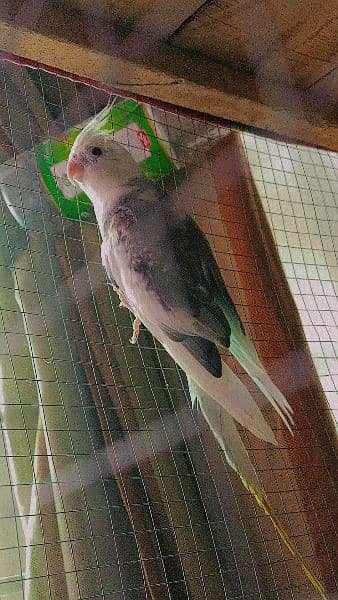 cocktiel parrot breeder healthy pairs 3