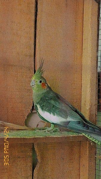 cocktiel parrot breeder healthy pairs 4