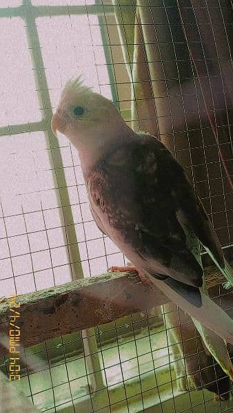 cocktiel parrot breeder healthy pairs 5