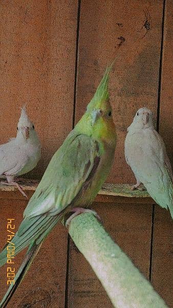 cocktiel parrot breeder healthy pairs 6