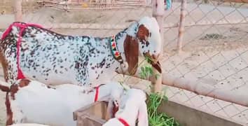 3 Bacchon Ka Sath Makka Chuni Bakri For Sale  Call Number:03496944797 0