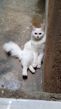 beautifully cat fully energetic white feather