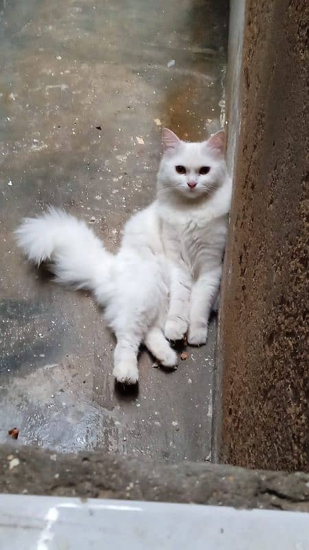 beautifully cat fully energetic white feather 0