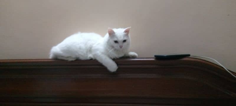 beautifully cat fully energetic white feather 1