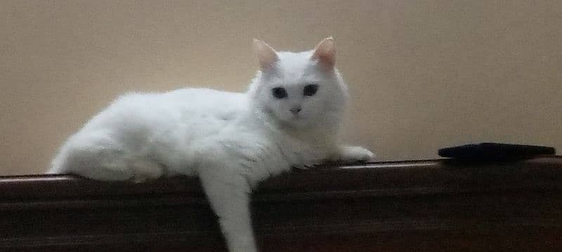 beautifully cat fully energetic white feather 2