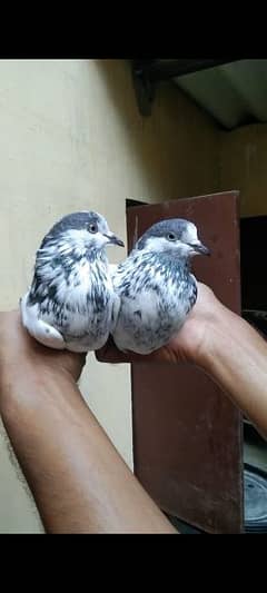 teddy and alivala high quality pigeon for sale 0