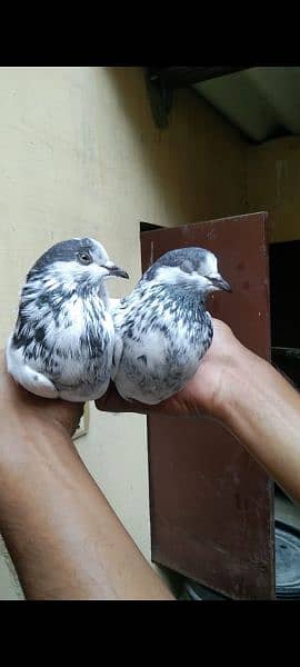 teddy and alivala high quality pigeon for sale 1