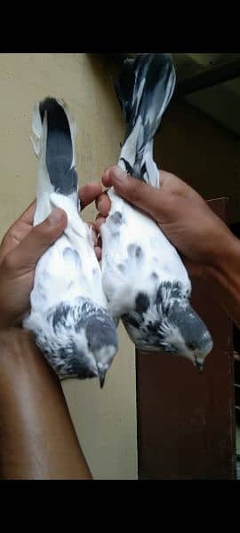 teddy and alivala high quality pigeon for sale 3