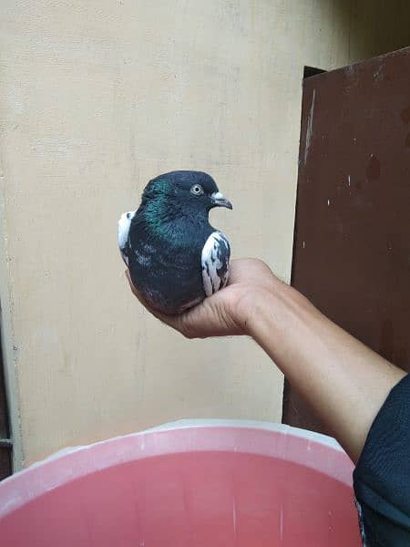 teddy and alivala high quality pigeon for sale 4