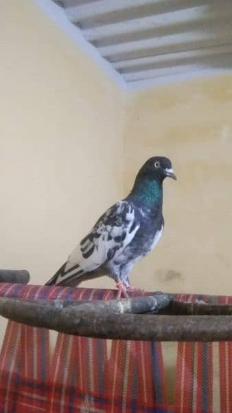 teddy and alivala high quality pigeon for sale 5