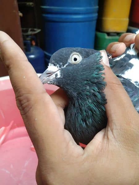 teddy and alivala high quality pigeon for sale 6