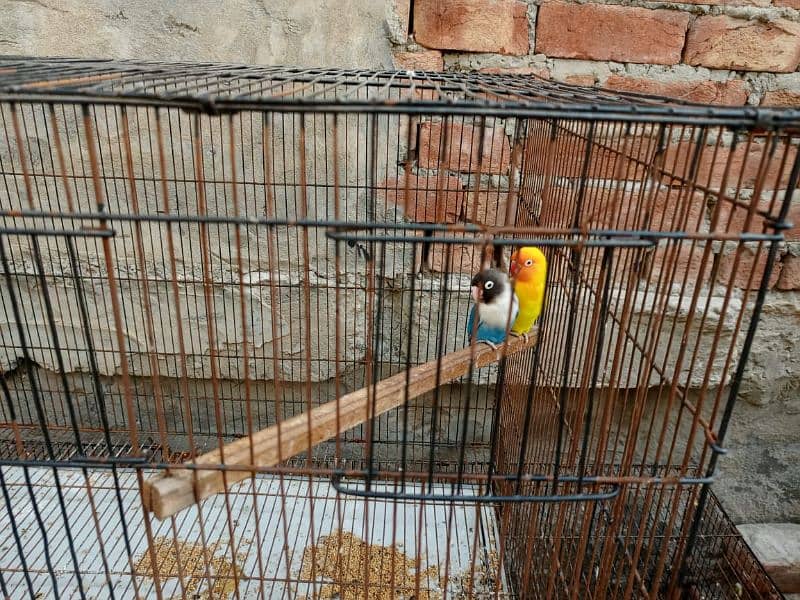 Bird 3 portion cage for sale 2