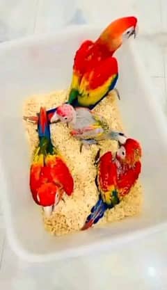 red macaw parrot chicks for sale 03257712829