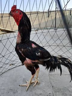 Lasani Rooster for sale 0