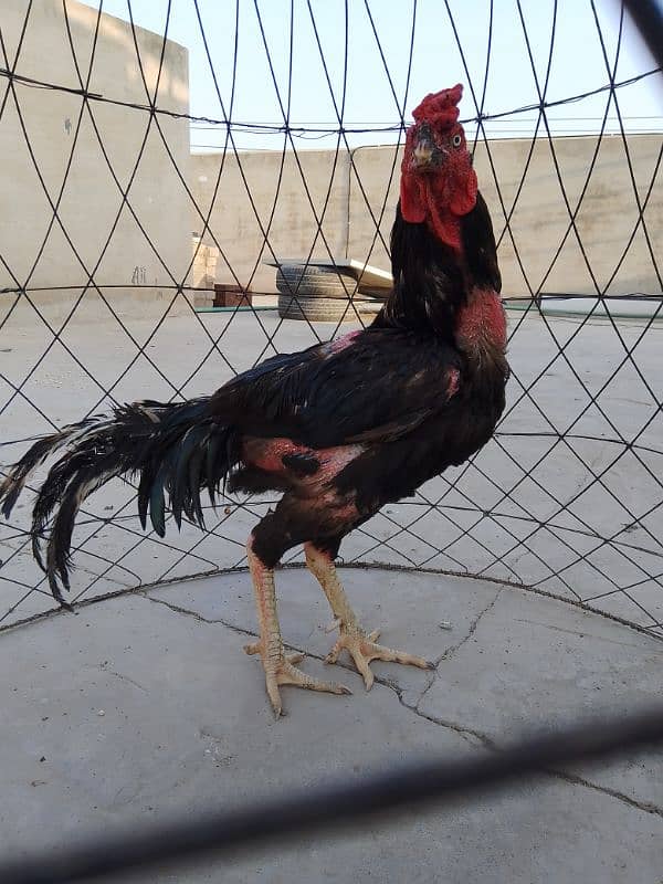 Lasani Rooster for sale 1