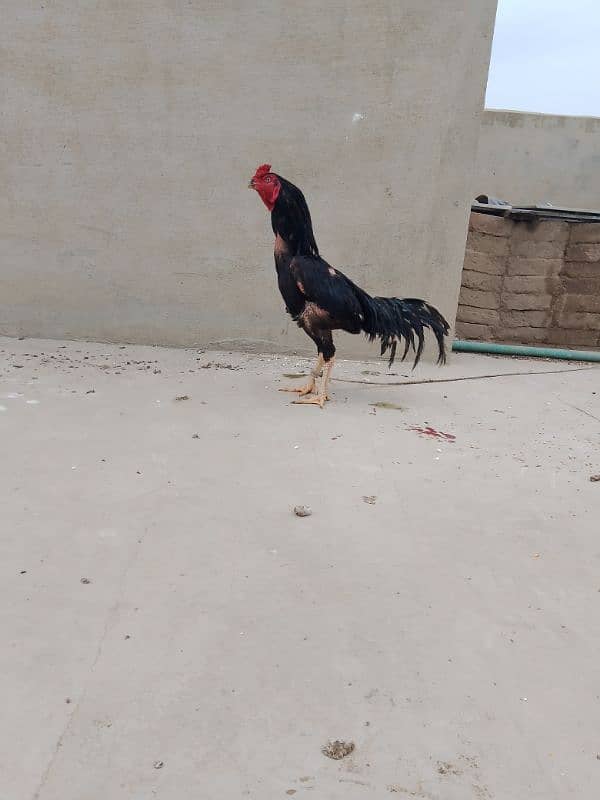 Lasani Rooster for sale 2