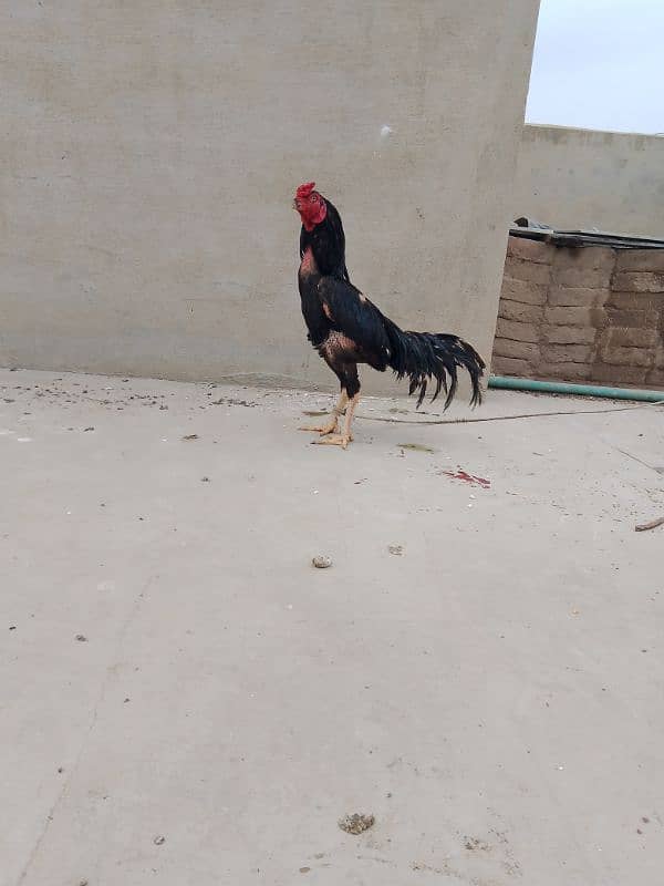 Lasani Rooster for sale 3