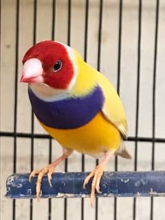 Yellow back gouldian 0