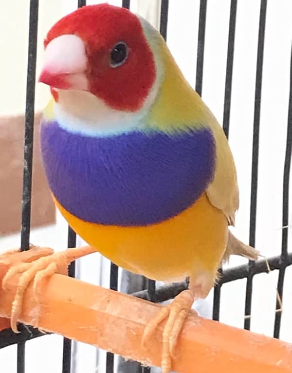 Yellow back gouldian 1