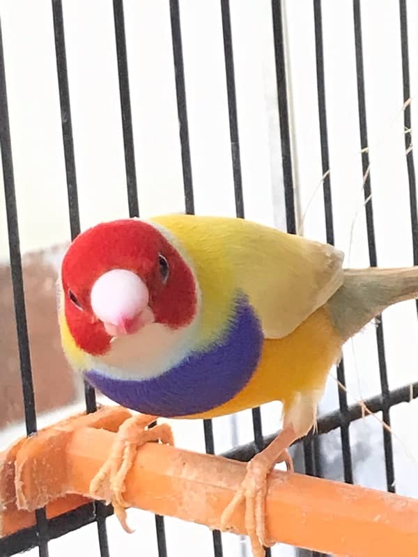 Yellow back gouldian 3