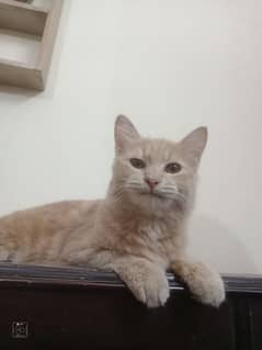 female Persian cat only 7000  golden white urgent sale