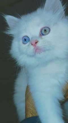 Odd eyes Persian kitten