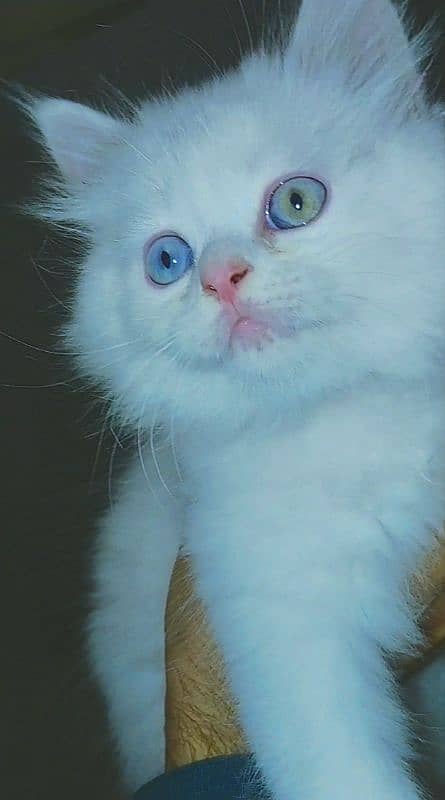 Odd eyes Persian kitten 0