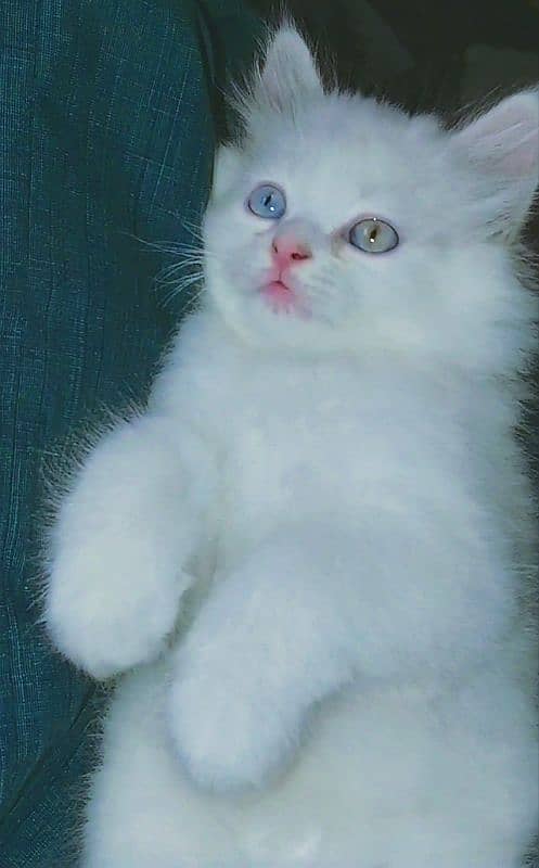 Odd eyes Persian kitten 1