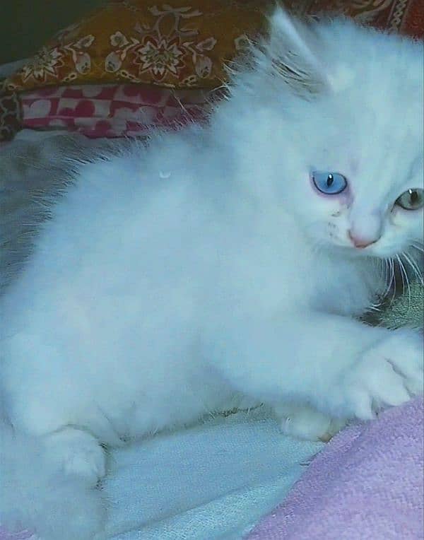 Odd eyes Persian kitten 2