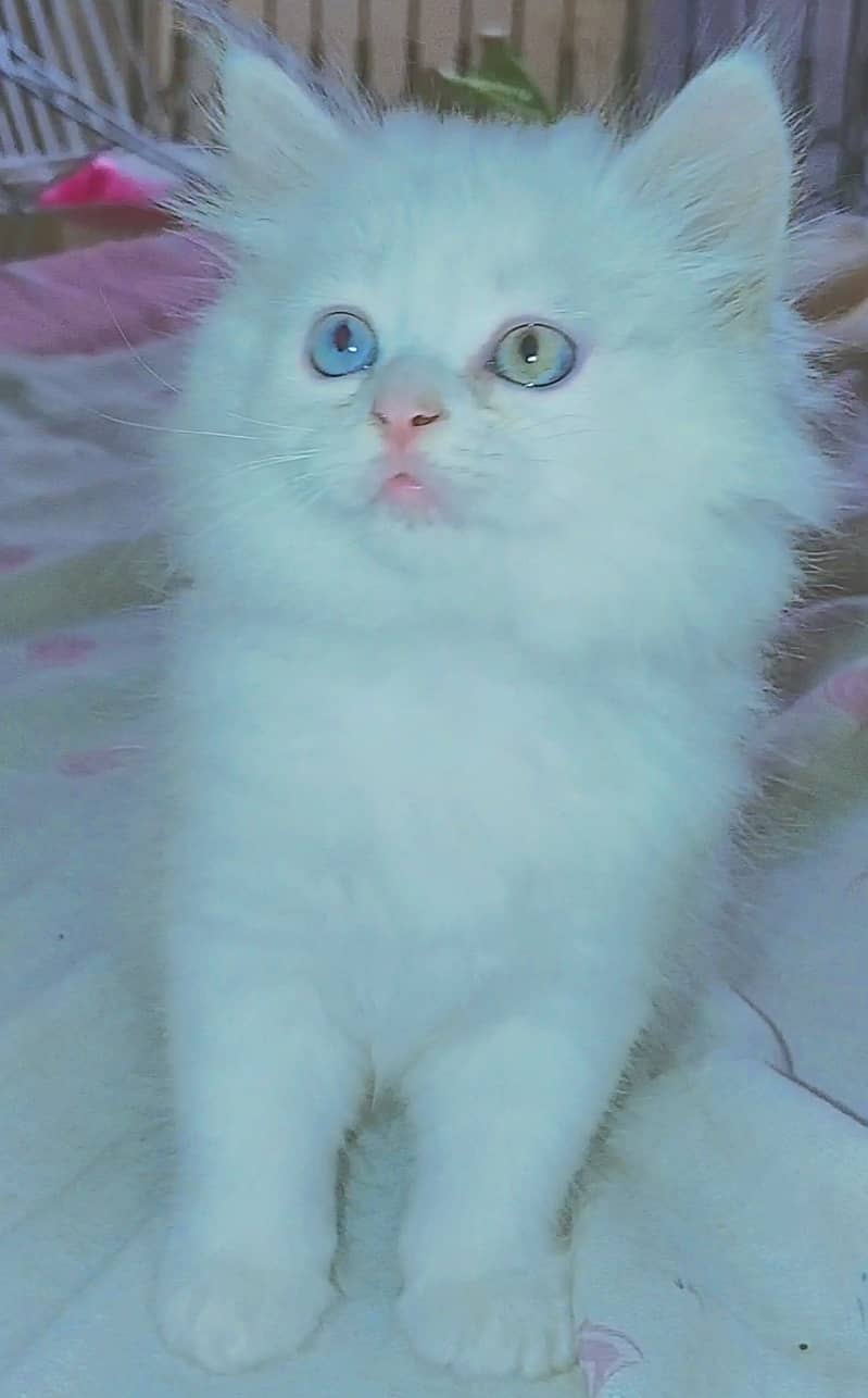 Odd eyes Persian kitten 3