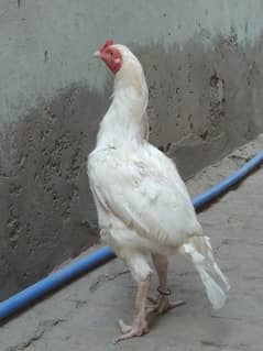 Heera male