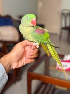 Breeder Raw Parrot