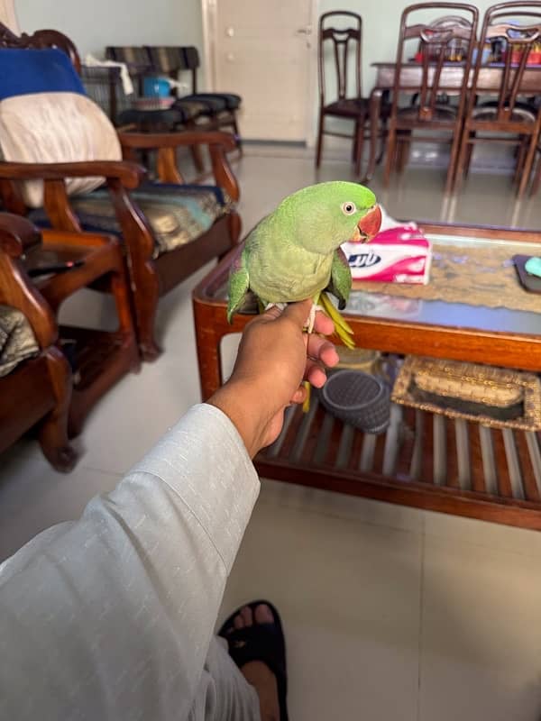 Breeder Raw Parrot 3