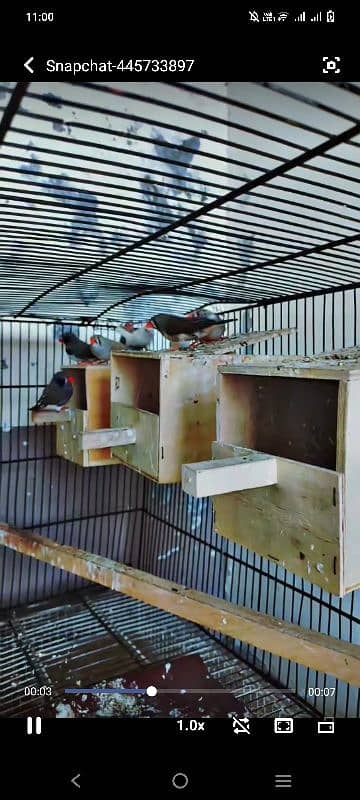 finches pairs for sale 2