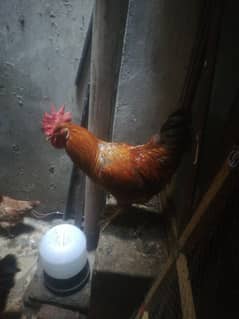 Desi Murga For Sale 4 Roosters