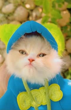 Persian kitten | Persian cat | extreme Punch | doll face | triple coat