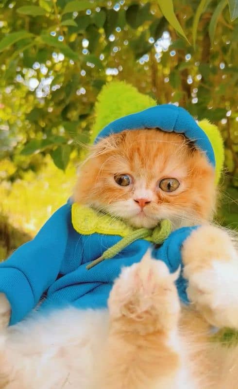 Persian kitten | Persian cat | extreme Punch | doll face | triple coat 3