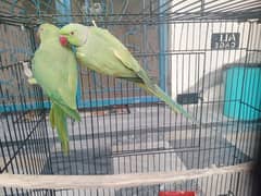 green parrots