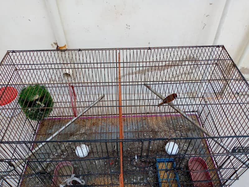 Finches Pair with Cage 1