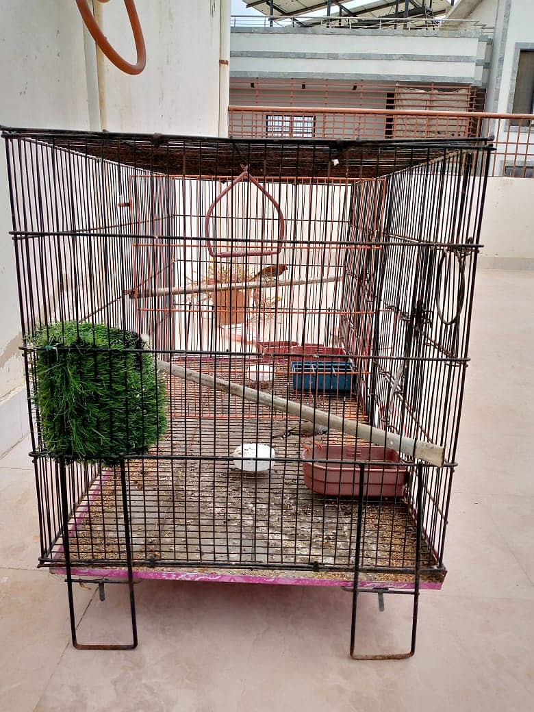 Finches Pair with Cage 2