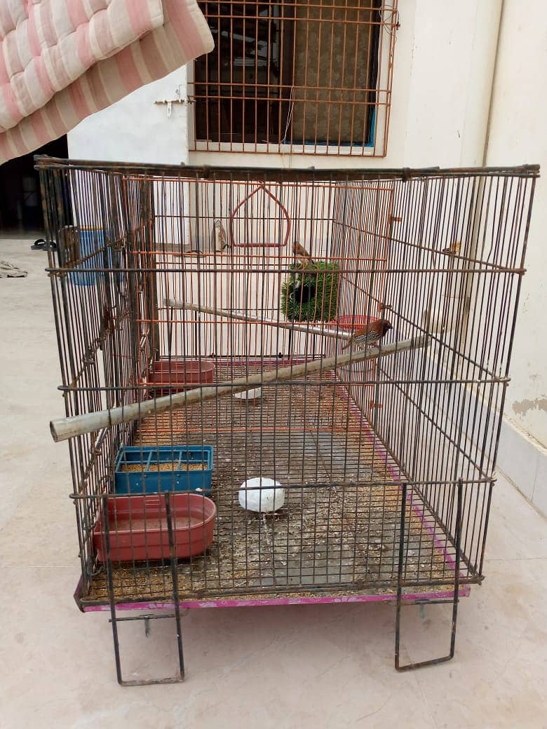 Finches Pair with Cage 3