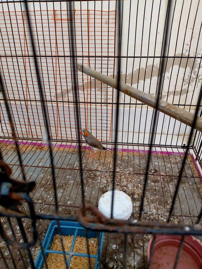 Finches Pair with Cage 6