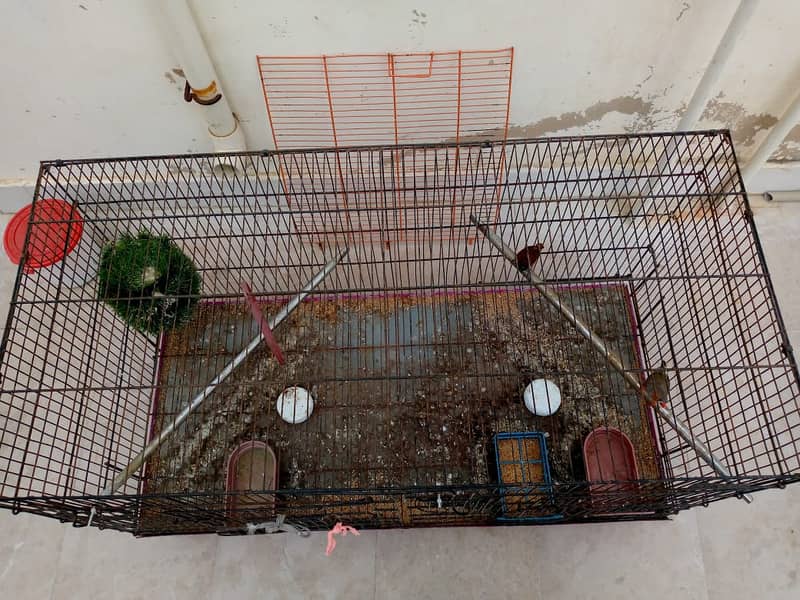 Finches Pair with Cage 7