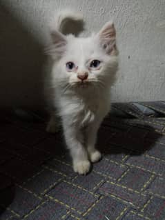 white Persian triple coated kitten with sky blue eyes