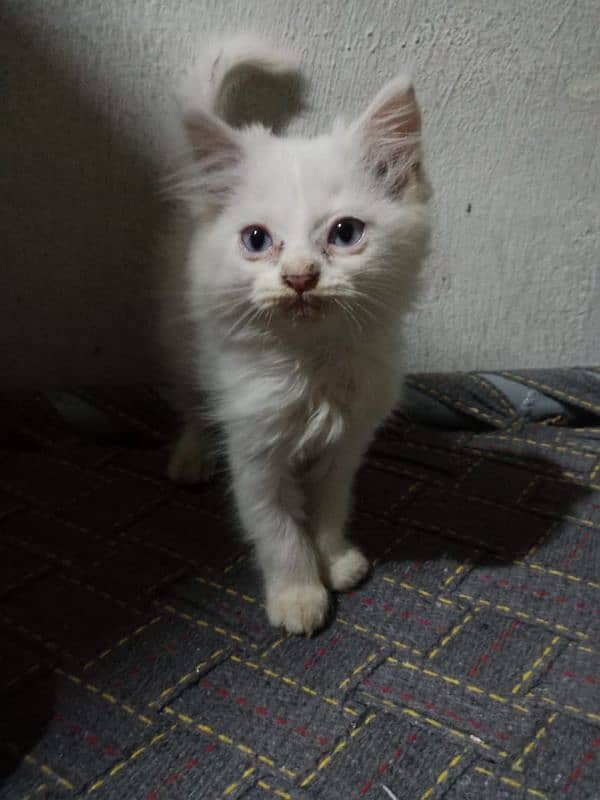 white Persian triple coated kitten with sky blue eyes 0